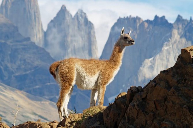 Self Drive Experience in Torres Del Paine National Park - 6 Days - Rental Car Information