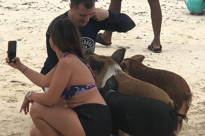 Self Drive Speedboat and Swim With the Pigs - What to Expect on the Day