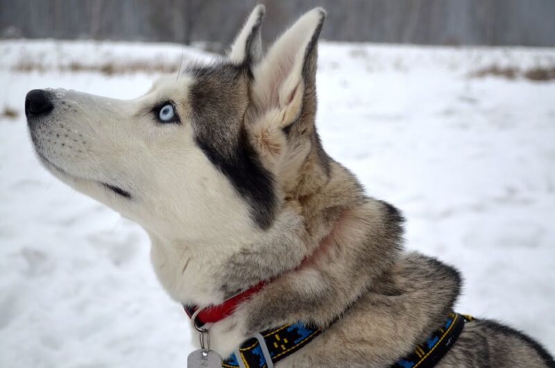 Self Driven 5km Husky Sleig Ride Adventure - Stunning Lappish Landscapes