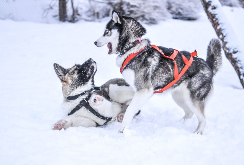 Self Driven 5km Husky Sleig Ride Adventure - Pickup and Dropoff