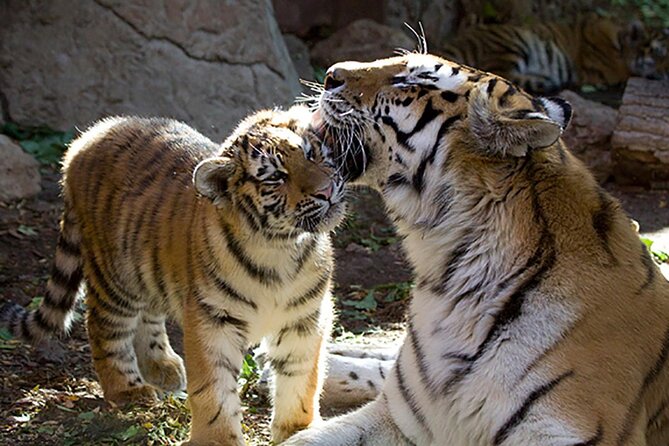 Self-Guided Adventure Hunt: Explore Through the Denver Zoo! - Key Points