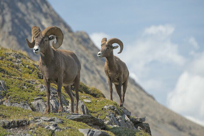 Self-Guided Audio Driving Tour in Jasper National Park - Key Points