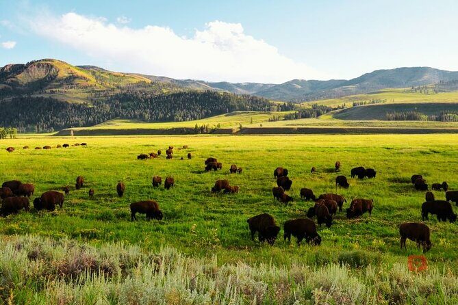 Self-Guided Audio Driving Tour in Yellowstone and Grand Teton - Frequently Asked Questions