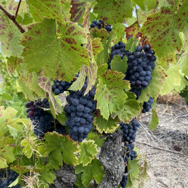 Self-Guided Day-Trip by Train to the Beaujolais (From Lyon) - Wine or Grape Juice Tasting