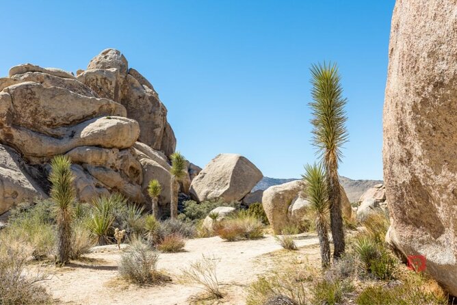 Self-Guided Driving Audio Tour in Joshua Tree National Park - Pricing and Cancellation Policy