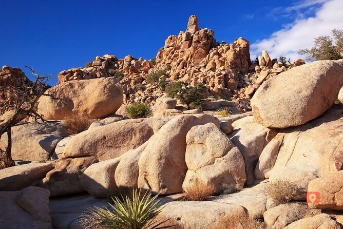 Self-Guided Driving Audio Tour in Joshua Tree National Park - Customer Feedback and Reviews