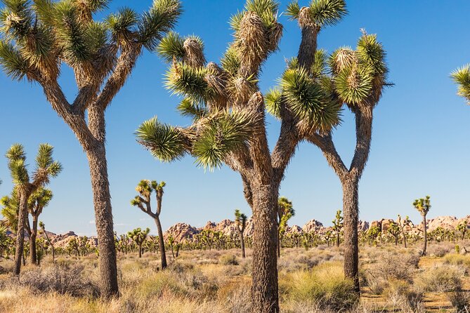 Self Guided Driving Audio Tour of Palm Springs - Booking and Access