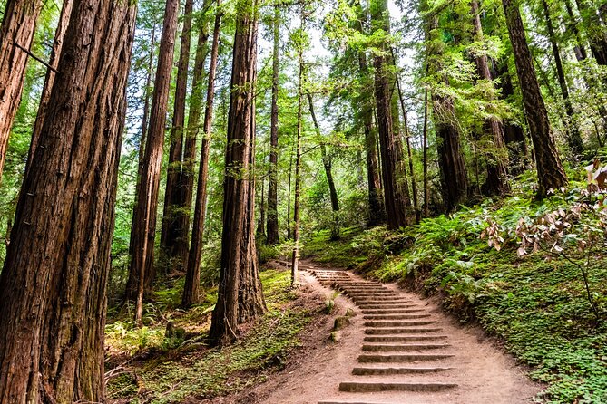 Self Guided Driving Audio Tour of Redwood National and State Park - Features and Accessibility