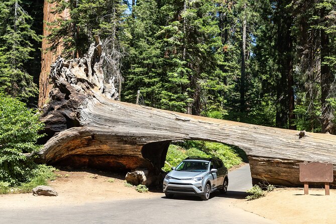 Self Guided Driving Audio Tour of Redwood National and State Park - Pricing and Booking Information