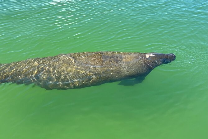 Self Guided EcoTour: Clear/Standard Kayaks -Bonita Springs - Participant Information