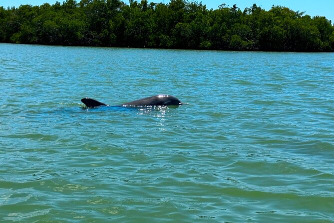 Self Guided EcoTour: Clear/Standard Kayaks -Bonita Springs - Exploring Big Hickory Island