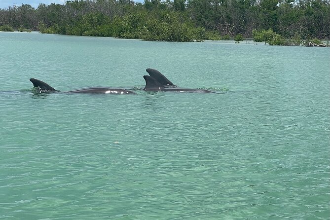 Self Guided EcoTour: Clear/Standard Kayaks -Bonita Springs - Planning Your Self-Guided Eco-Tour