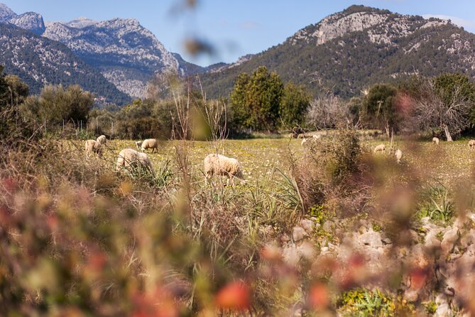 (Self Guided) Electric Scooter Tour in the Countryside Mallorca! - Participant Eligibility and Considerations