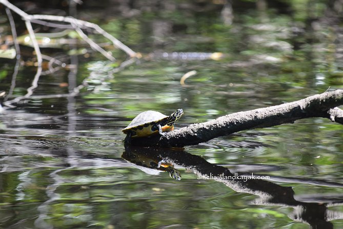 Self Guided Family Friendly Kayak Rental Experience Old Florida - Observing Local Wildlife