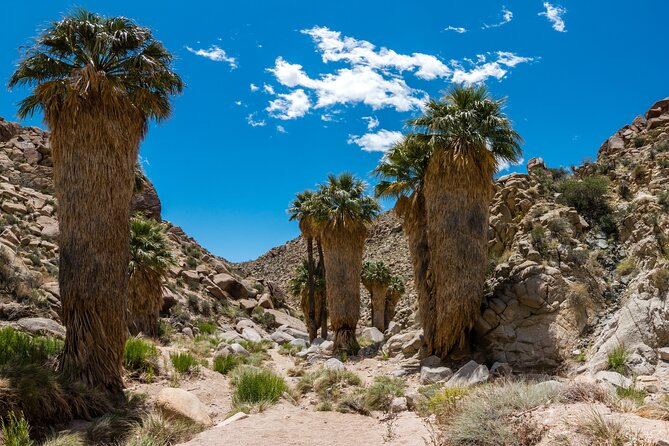 Self Guided Joshua Tree National Park Driving Tour - User Experience and Support
