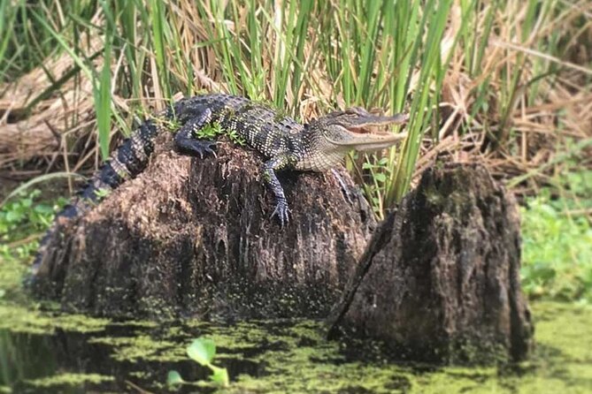 Self Guided Kayak Bayou Swamp Tour - Health and Accessibility Information