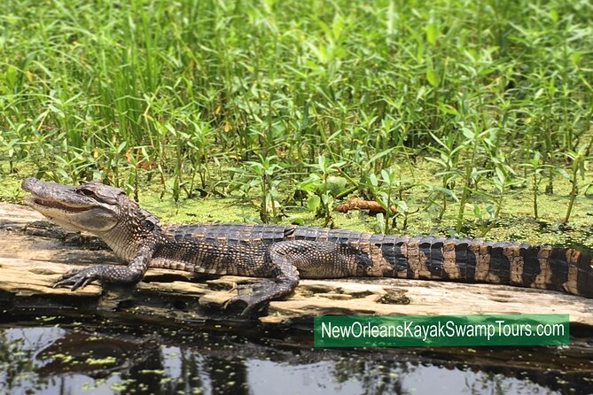 Self Guided Kayak Bayou Swamp Tour - Reviews and Ratings