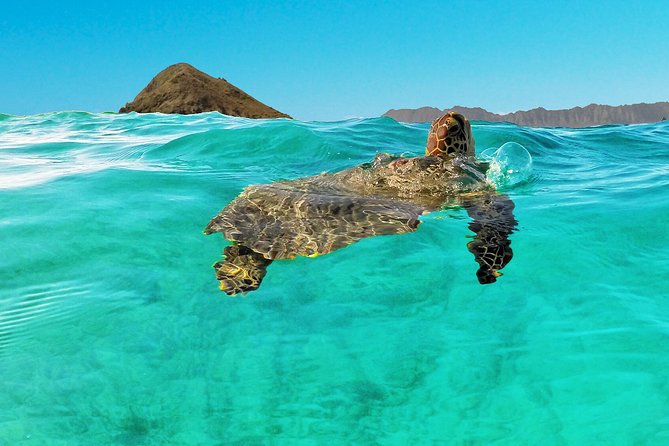 Self-Guided Kayaking Discovery in Kailua, Oahu - Confirmation and Accessibility Details