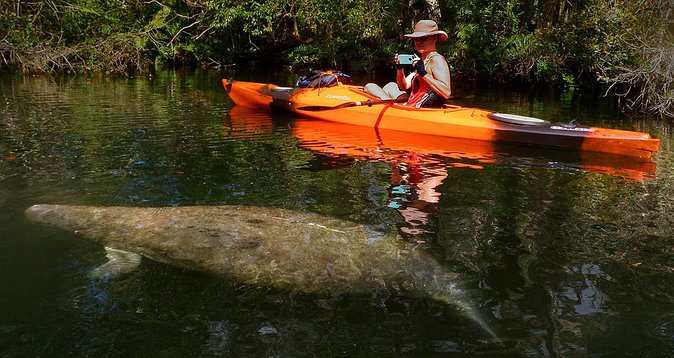 Self-Guided Kayaking Manatee and Dolphin Tour - Inclusions and Requirements