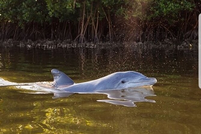 Self-Guided Kayaking Manatee and Dolphin Tour - Paddling Expertise
