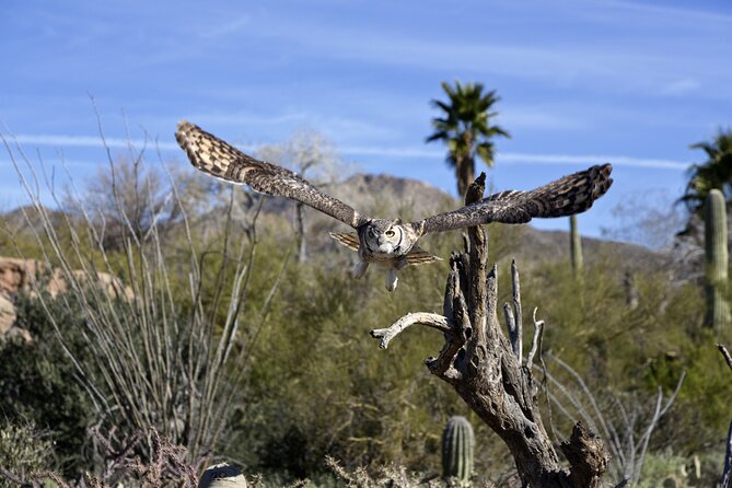Self-Guided Mt. Lemmon Scenic Byway Driving Tour - User Feedback and Ratings