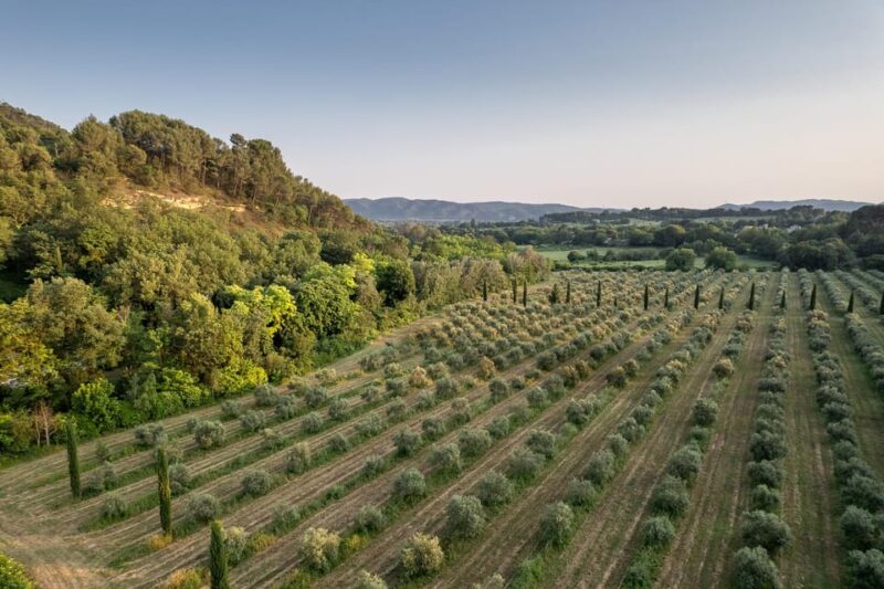Self Tour of the Olive Oil Mill & Olive Oil Tasting - Complimentary Offerings