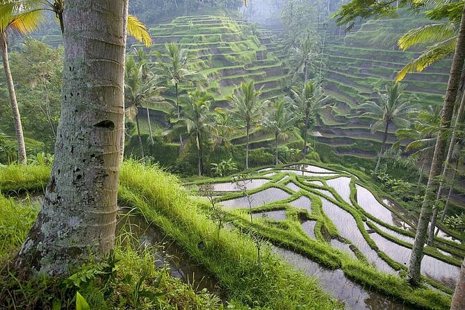 Selogriyo Temple and Trekking Java Rice Terraces, Hidden Waterfall - Nature Java - Exploring Selogriyo Temple