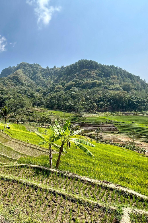 Selogriyo Temple & Trekking Java Rice Terraces, Waterfall - Inclusions