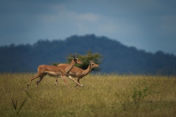 Selous Luxury Day Safari With Photographer - Tour Start Time and Duration