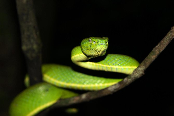 Selvatura Park: Herpetarium Tour in Monteverde - Reviews and Feedback Summary