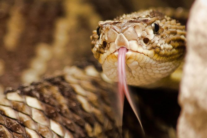 Selvatura Park: Herpetarium Tour in Monteverde - Educational Focus and Fun Facts