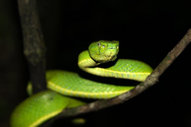 Selvatura Park: Herpetarium Tour in Monteverde - Souvenirs and Photo Opportunities