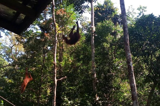 Semenggoh Orangutan Center & Sarawak Cultural Village - Sarawak Cultural Village