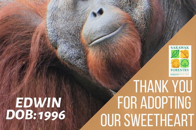 Semenggoh Orangutan Centre From Kuching - Booking and Accessibility