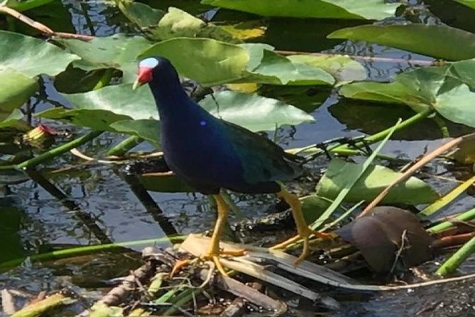 Semi-Private 1-Hour Airboat Tour of Miami Everglades - Inclusions