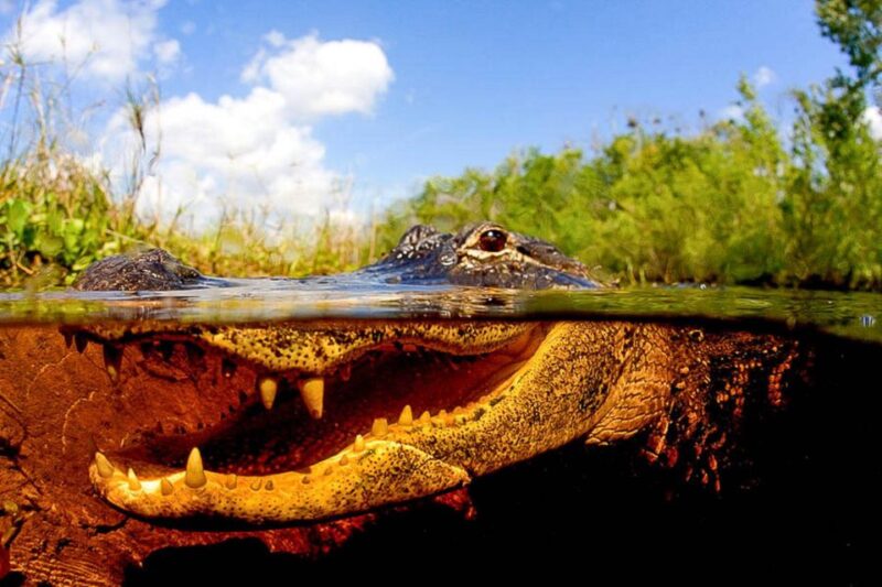 Semi-Private Everglades Tour From Miami or Fort Lauderdale - Key Points