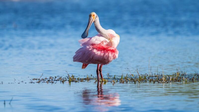 Semi-Private Everglades Tour From Miami or Fort Lauderdale - Transportation Details