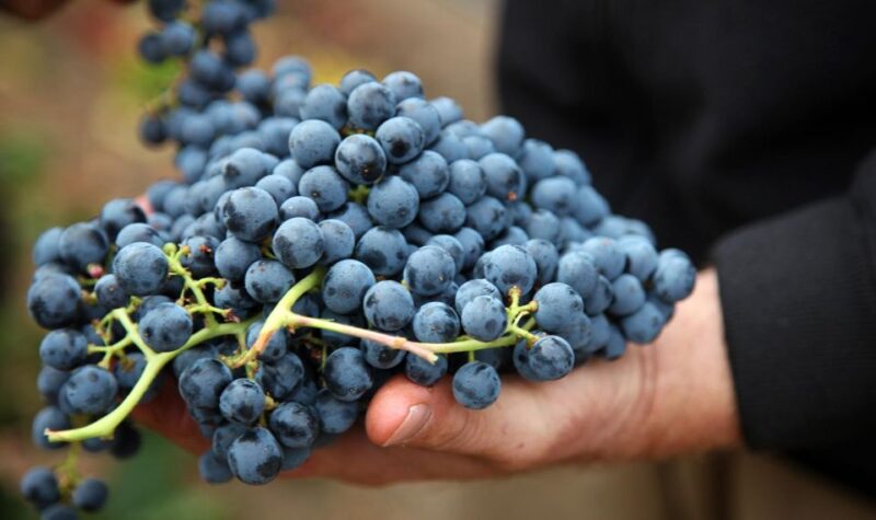Semi Private Heraklion Valley Wine Tour With Lunch - Key Points