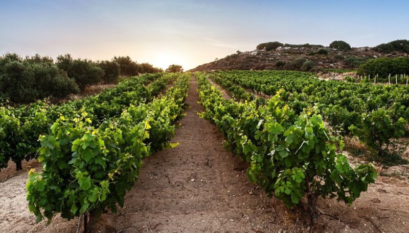 Semi Private Heraklion Valley Wine Tour With Lunch - Winery Visits