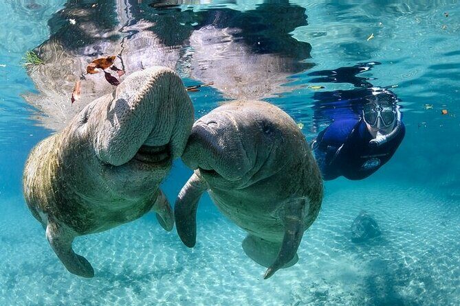 Semi Private Manatee Swim Tour - Key Points