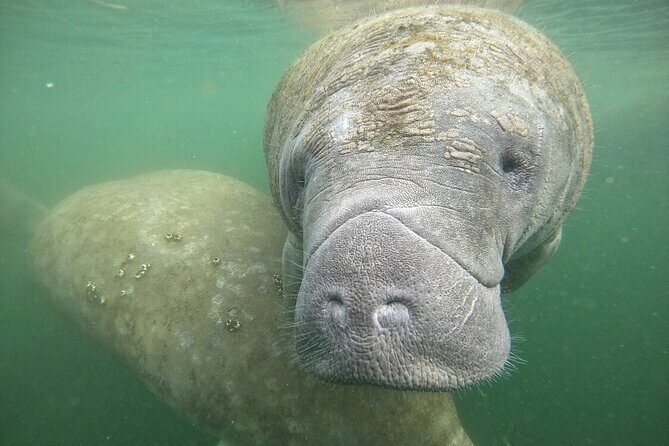 Semi Private Manatee Swim Tour - A Deep Dive into the Manatee Swim Experience