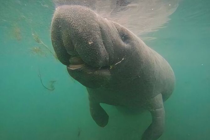 Semi-Private Manatee Swim Tour With Guide (Photos Included) - Meeting and Transportation