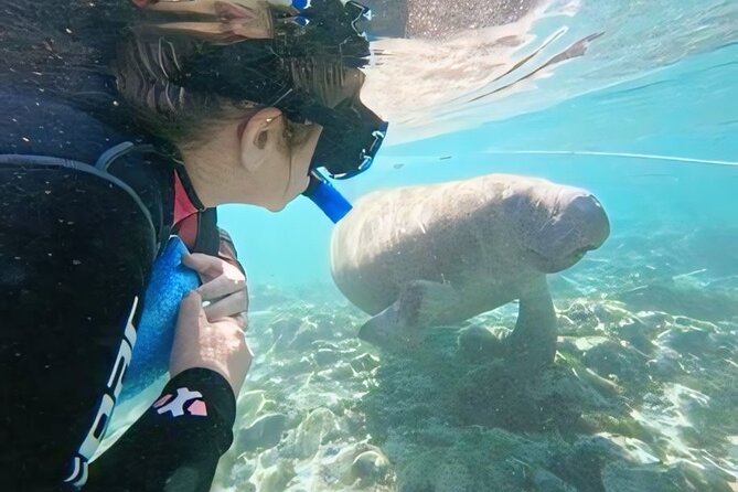 Semi-Private Manatee Swim Tour With Guide (Photos Included) - Reviews