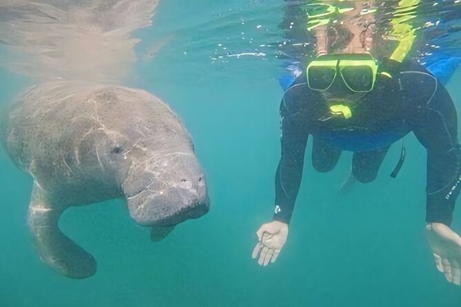 Semi-Private Manatee Swim Tour With Guide (Photos Included) - What to Bring and Wear