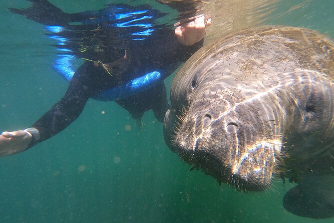 Semi-Private Manatee Swim Tour With In-Water Guide/Photographer - Customer Reviews and Feedback