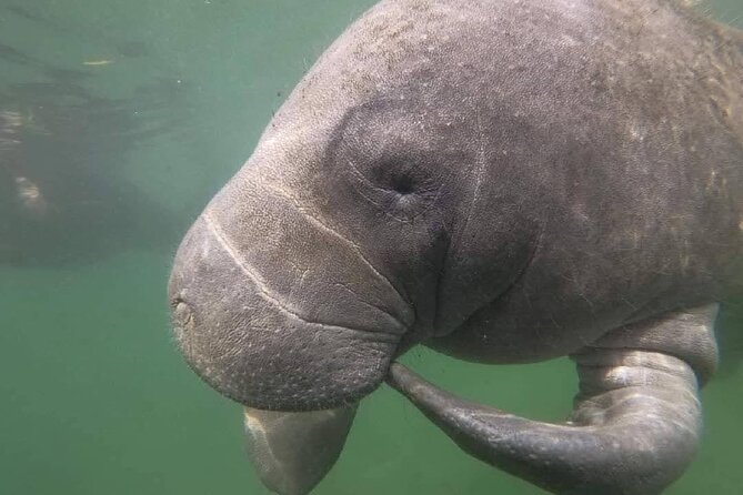 Semi-Private Manatee Swim Tour With In-Water Guide/Photographer - Knowledgeable and Friendly Guides