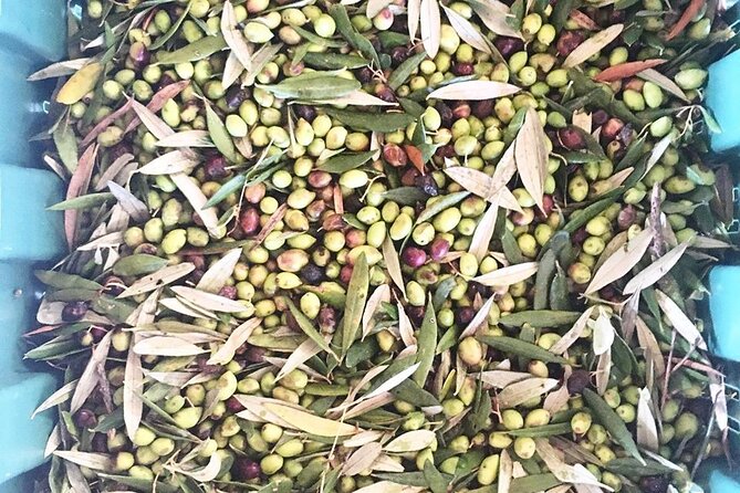 Semi- Private Olive Grove and Oilve Mill With Olive Oil Tastings - Inclusions