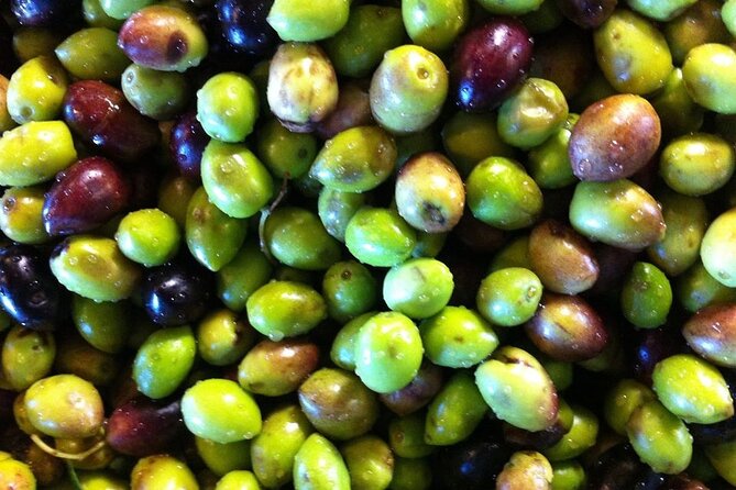 Semi- Private Olive Grove and Oilve Mill With Olive Oil Tastings - Accessibility and Participation