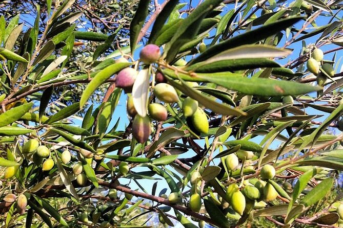 Semi- Private Olive Grove and Oilve Mill With Olive Oil Tastings - Recommendations