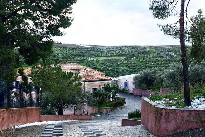 Semi- Private Olive Grove and Oilve Mill With Olive Oil Tastings - Recap